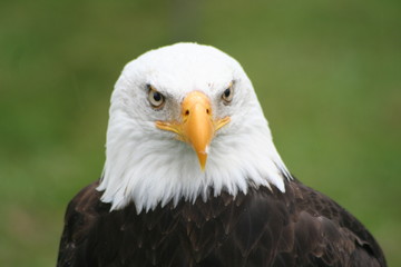 Obraz premium Weißkopfseeadler 