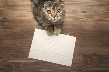 Paper envelope and joyful cat on wooden table background.