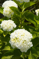 目黒天空庭園　テマリアジサイ