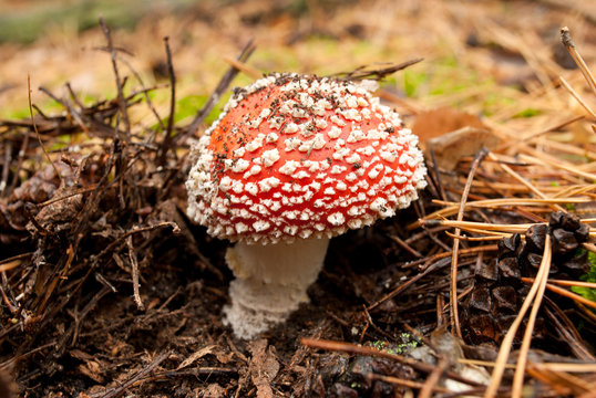 mushroom in the coniferous cover