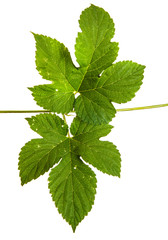 Fototapeta premium green hop leaves. Isolated on white background