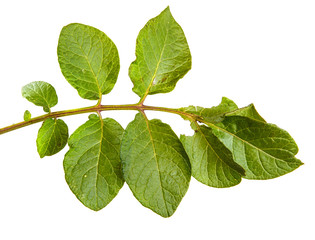 leaves of a potato bush. out of the blue on a white background