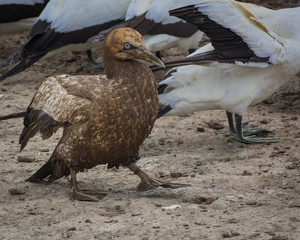 A filthy Cape Gannet, after vigorous nest building at Lambert's Bay, South Africa