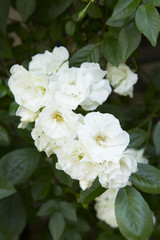 Obraz premium Old rose