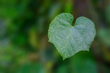 Green Leaf in Heart Shape with Blurry Background