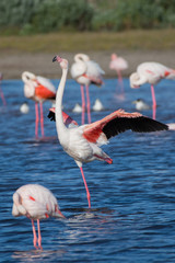 A greater flamingo appears to be dancing at Rocherpan, South Africa