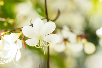 Naklejka na ściany i meble white flower in garden