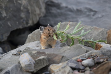 Pika Glacier NP Montana USA