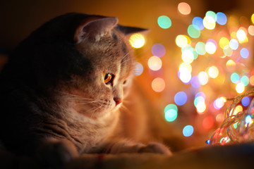Cat and Christmas lights