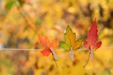 Colorful autumn leaves hanging on a clothesline by a clothespin