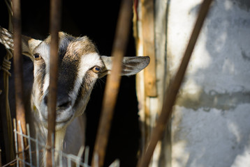 Goats on a farm at countryside