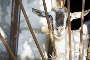 Goats on a farm at countryside