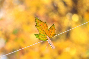 Colorful autumn leaf hanging on a clothesline by a clothespin
