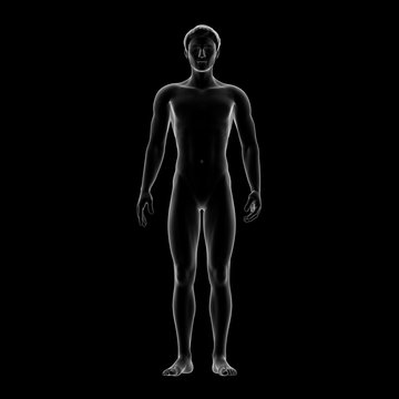 Male Body Shape