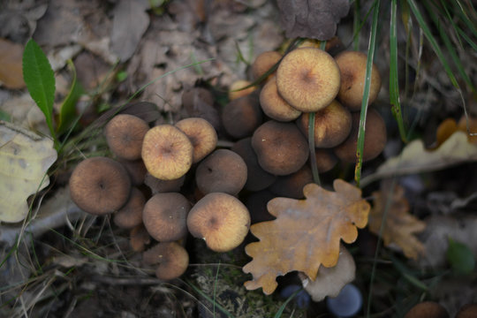 Pilze im Wald 