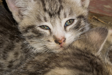 Naklejka na ściany i meble Striped Tabby Kitten Portrait