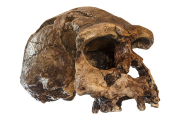 Homo erectus skull ( Oblique view ) . Discovered in 1969 in Sangiran , Java , Indonesia . Dated to...