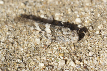Grasshopper