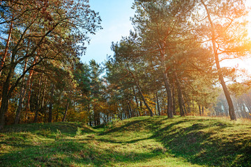 Fototapeta na wymiar Landscape with autumn forest upon green grassland hills