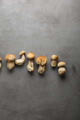 Range of forest mushrooms