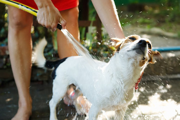 Crop girl bathing Jack Russel Terrier in backyard with garden hose.