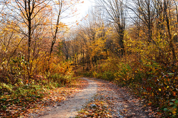 landscape of bright sunny autumn forest with orange foliage and trail