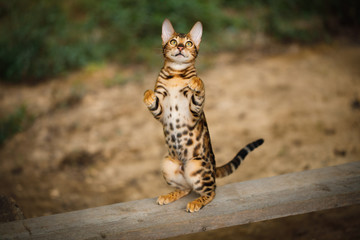 Bengal Cat with gold fur rearing up on plank outdoor, top view