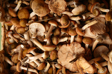 Harvest Forest mushrooms honey agaric