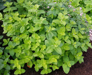 Apfelminze; Pfefferminze; Mentha, suaveolens