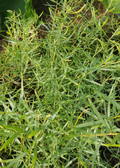 Estragon, Arthemisia dracunculus, Deutscher, Baden Baden,  Kraeuter, Heilpflanze