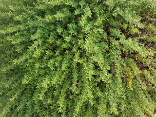 Ingwerthymian, Thymian, Kraeuter, Heilpflanze