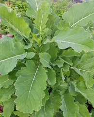 Kohl, ewiger, Brassica oleacea, Acephala, Kraeuter, Heilpflanze, Gemuese