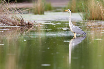 Ein Graureiher (Ardea cinerea) watet auf Nahrungsuche durch einen Teich in Frankfurt, Deutschland, Europa.