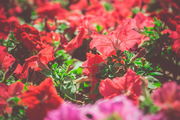 Vintage Petunia Flowers