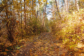 landscape of bright sunny autumn forest with orange foliage and trail