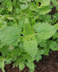 Melisse, Weisse, Nepeta, cataria, ssp citriodora, Kraeuter, Heilpflanze