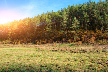 Landscape with blue sky and autumn wood with trees and brush upon grassland hill.