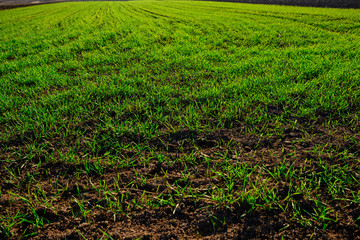 Close-up view on the farm cornfield with green grass and soil in countryside © cezarksv