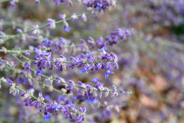 Russischer Salbei, Perovskia atriplicifolia, Little Spire, Kraeuter, Heilpflanze