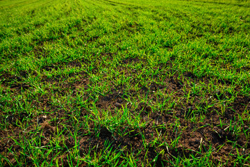 Close-up view on the farm cornfield with green grass and soil in countryside © cezarksv