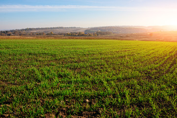 View on the farm cornfield with green grass and soil in countryside with autumn hills on background © cezarksv