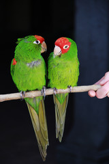 Fototapeta na wymiar Love Birds