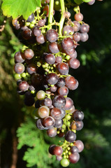 Cluster with blue grapes.