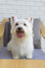 white terrier dog sitting on sofa looking at camera