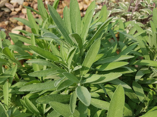 Spanischer Salbei, Salvia lavandulacea, Kraeuter, Heilpflanze