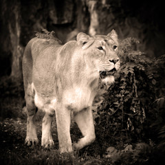 Naklejka premium Lioness (Panthera leo) standing in green grass, looks out for prey