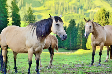 Naklejka na ściany i meble Horses on the meadow in the mountains