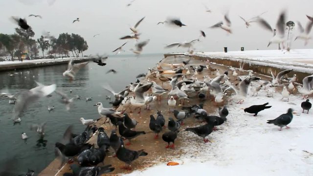 Seabird Seagulls and Pigeons Flying Animal