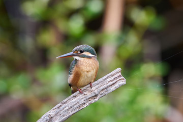 The common kingfisher (Alcedo atthis) sitting on a branch