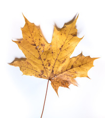 leaf in white background
